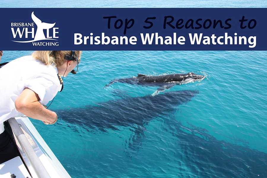 Brisbane Whale Watching 